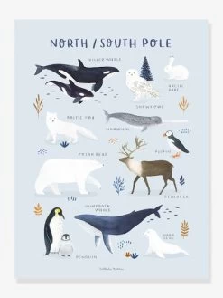 Affiche Animaux Pôle Nord/Sud Living Earth LILIPINSO Bleu Glacier - Lilipinso